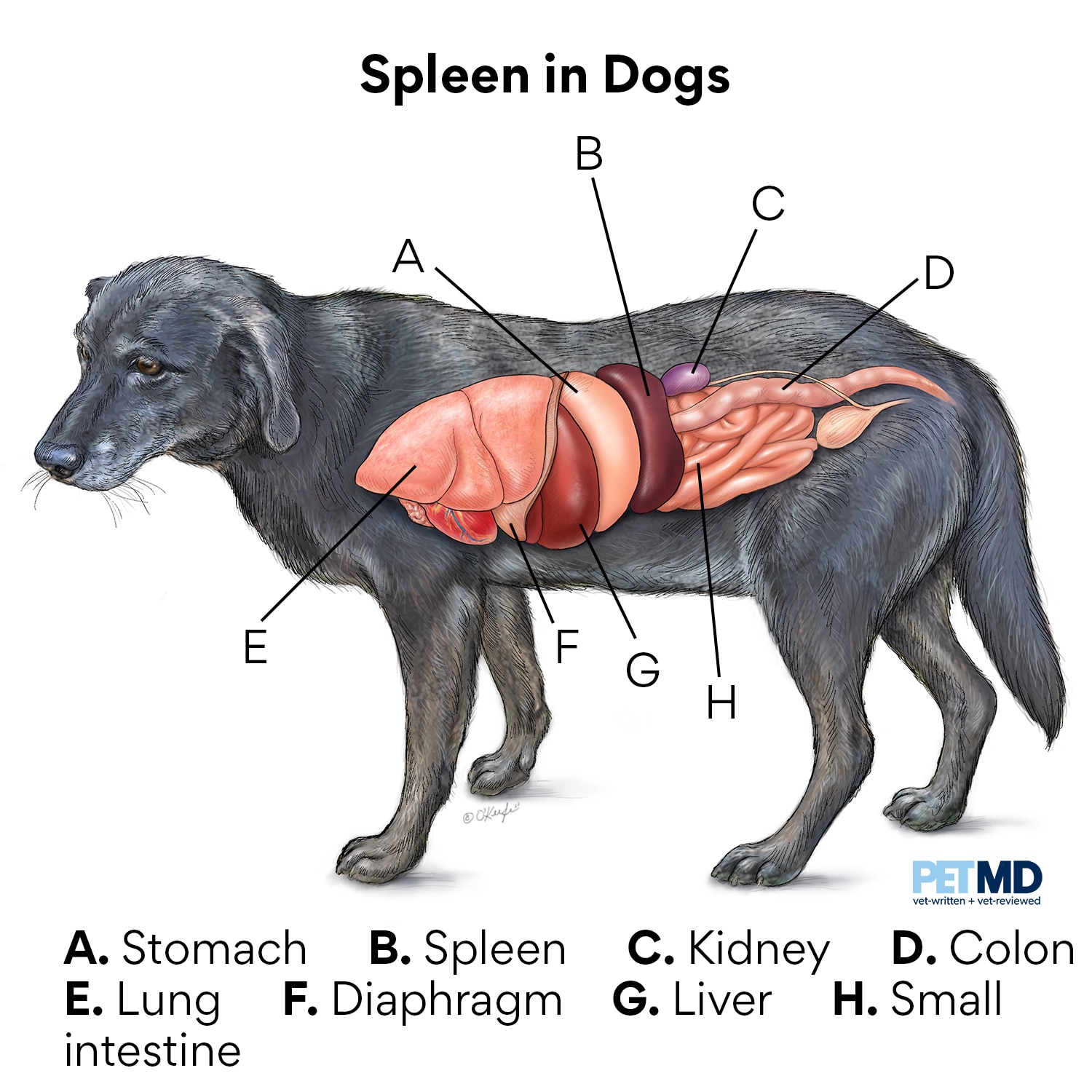 spleen-tumor-in-dogs-cuteness